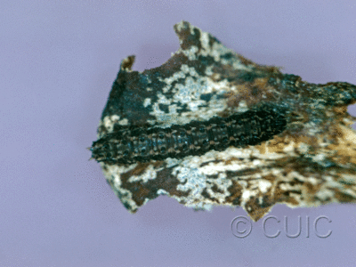 dorsal view of larva Idia lubricalis