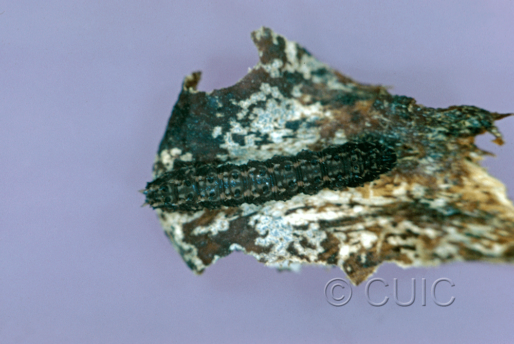 dorsal view of larva Idia lubricalis