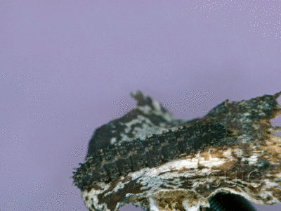 lateral view of larva Idia lubricalis
