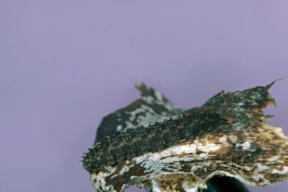 lateral view of larva Idia lubricalis