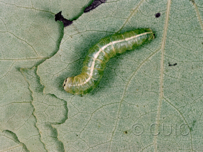 dorsal view of larva Ipimorpha pleonectusa