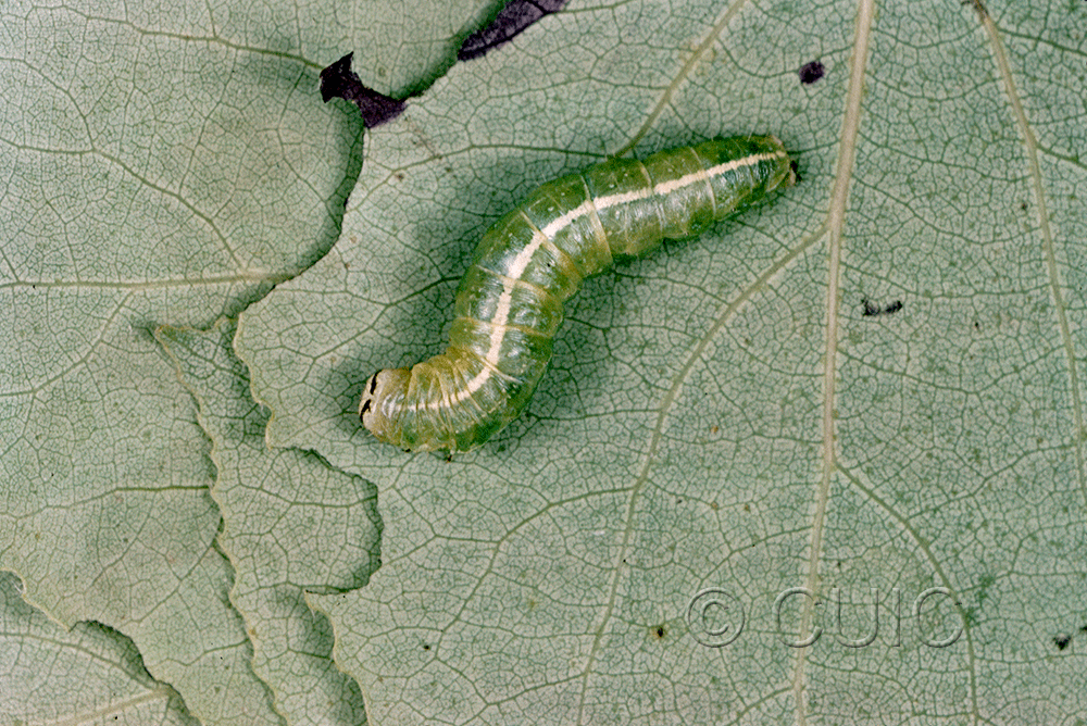dorsal view of larva Ipimorpha pleonectusa