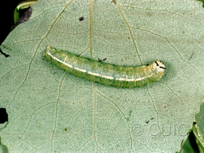 dorsal view of larva Ipimorpha pleonectusa