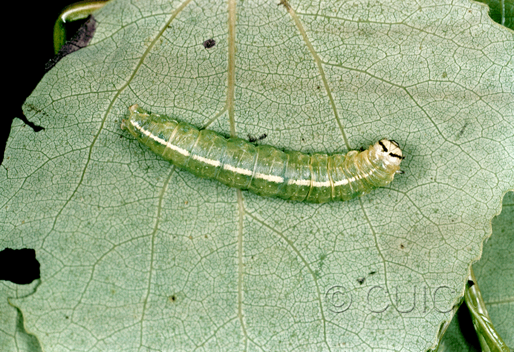 dorsal view of larva Ipimorpha pleonectusa