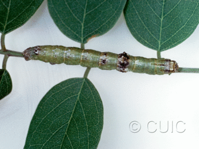 dorsal view of larva Iridopsis on Robinia neomexicana in USA: AZ
