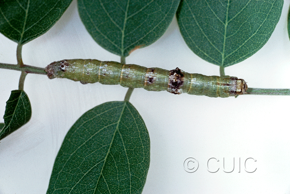 dorsal view of larva Iridopsis on Robinia neomexicana in USA: AZ