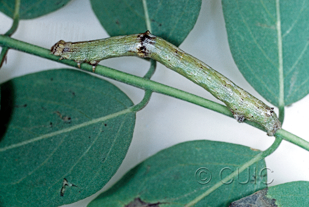 lateral view of larva Iridopsis on Robinia neomexicana in USA: AZ
