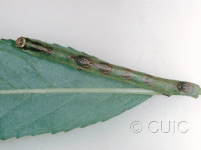 dorsal view of larva Iridopsis on Salix in USA: AZ