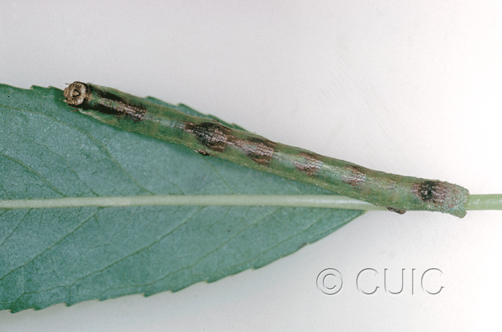 dorsal view of larva Iridopsis on Salix in USA: AZ