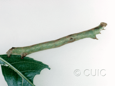 lateral view of larva Iridopsis on Salix in USA: AZ