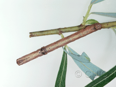 dorsal view of larva Iridopsis