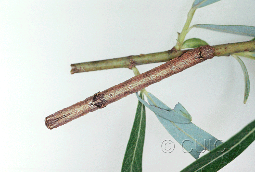 dorsal view of larva Iridopsis