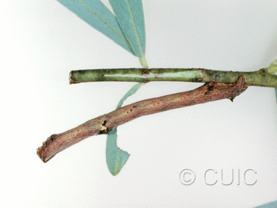 lateral view of larva Iridopsis