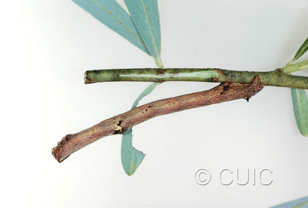 lateral view of larva Iridopsis