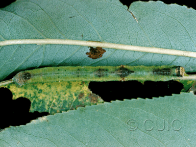dorsal view of larva Iridopsis larvana