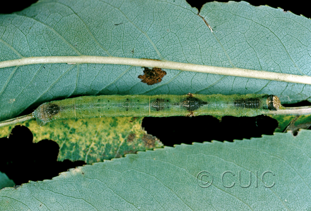 dorsal view of larva Iridopsis larvana