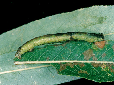 lateral view of larva Iridopsis larvana