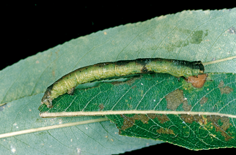 lateral view of larva Iridopsis larvana