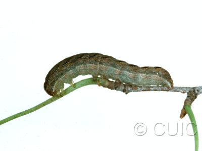 lateral view of larva Lacanobia atlantica on Taraxacum in CANADA: NS