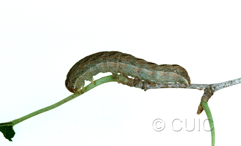 lateral view of larva Lacanobia atlantica on Taraxacum in CANADA: NS