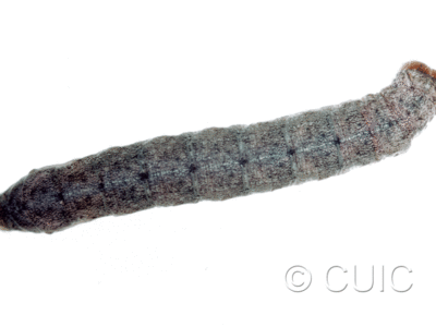 dorsal view of larva Lacanobia grandis on Salix in USA: NY