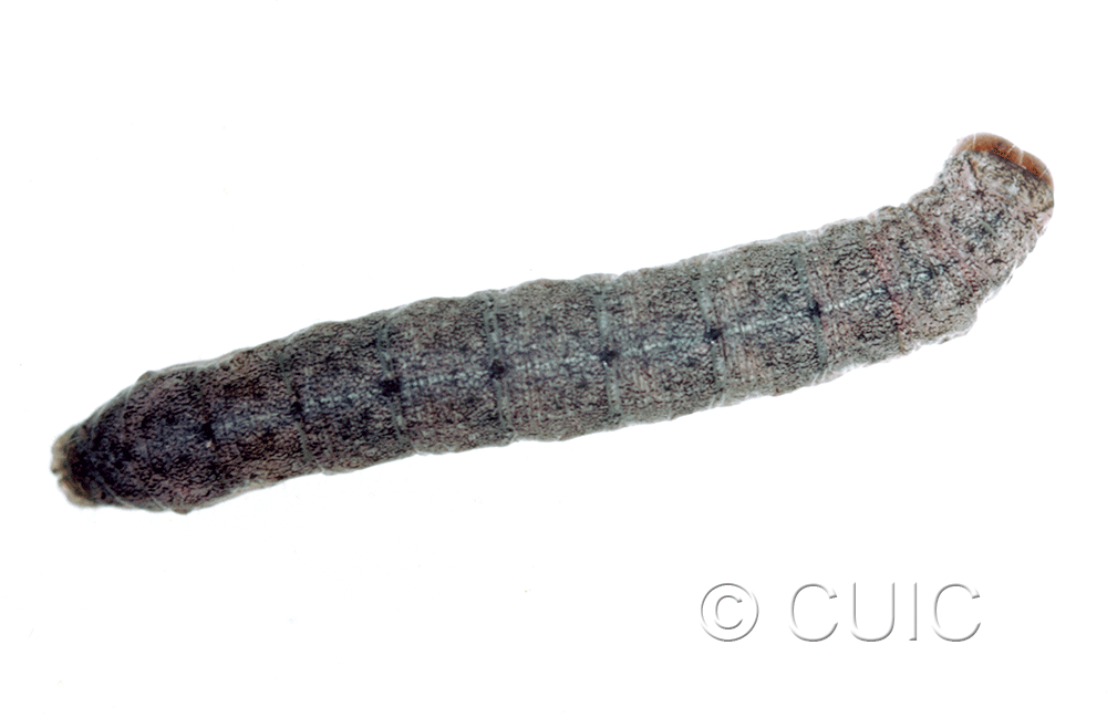 dorsal view of larva Lacanobia grandis on Salix in USA: NY