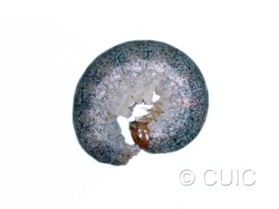 lateral view of larva Lacanobia grandis on Salix in USA: NY