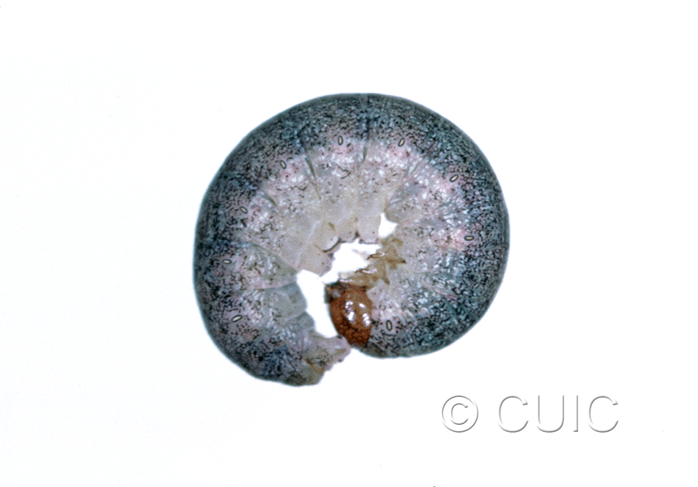 lateral view of larva Lacanobia grandis on Salix in USA: NY