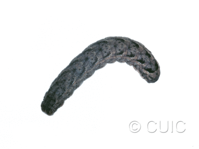 dorsal view of larva Lacanobia nevadae on Taraxacum in CANADA: NS