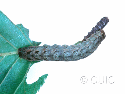 lateral view of larva Lacanobia nevadae on Taraxacum in CANADA: NS