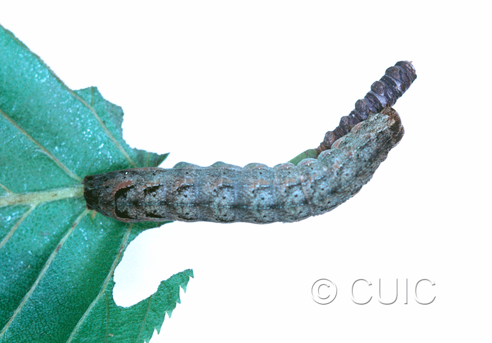 lateral view of larva Lacanobia nevadae on Taraxacum in CANADA: NS