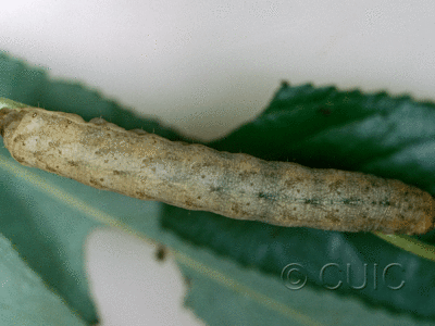 dorsal view of larva Lacanobia subjuncta on Taraxacum in USA: AZ