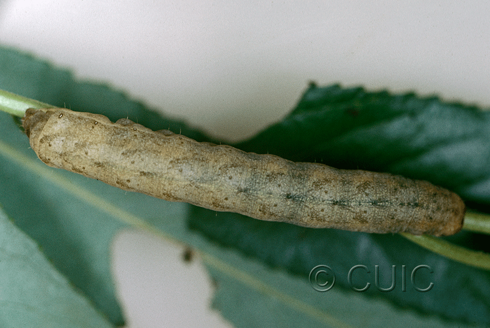 dorsal view of larva Lacanobia subjuncta on Taraxacum in USA: AZ