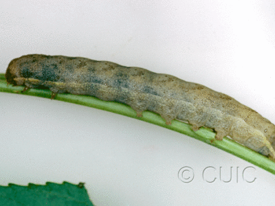 lateral view of larva Lacanobia subjuncta on Taraxacum in USA: AZ