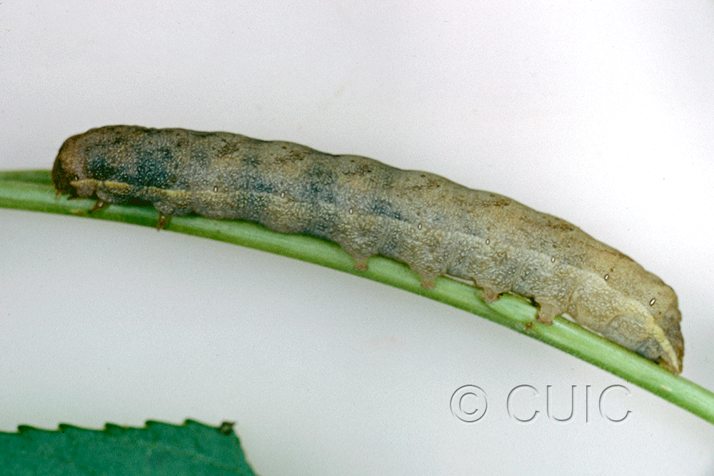 lateral view of larva Lacanobia subjuncta on Taraxacum in USA: AZ
