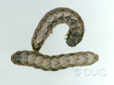 dorsal / lateral view of larva Lacinipolia basiplaga in USA: AZ