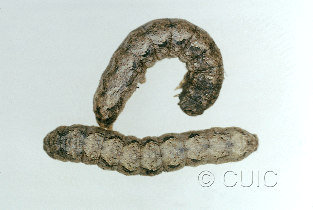 dorsal / lateral view of larva Lacinipolia basiplaga in USA: AZ