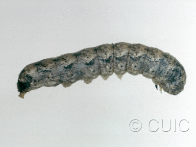 lateral view of larva Lacinipolia basiplaga in USA: AZ