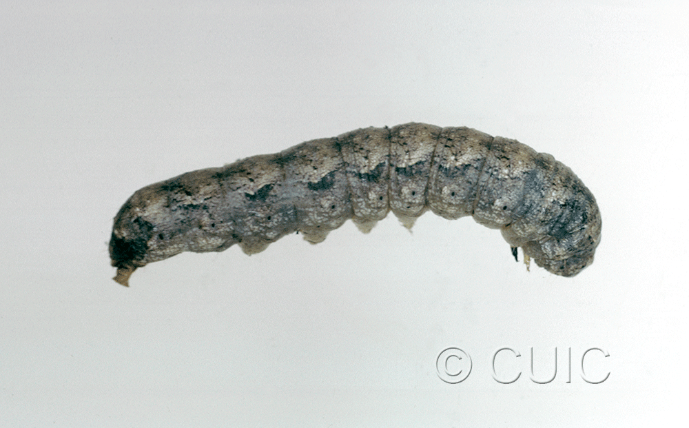 lateral view of larva Lacinipolia basiplaga in USA: AZ
