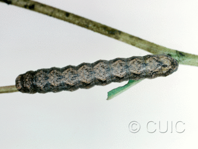 dorsal view of larva Lacinipolia basiplaga on Brickellia in USA: AZ