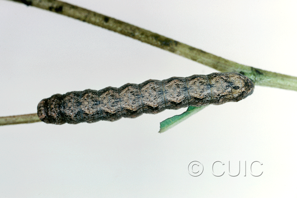 dorsal view of larva Lacinipolia basiplaga on Brickellia in USA: AZ