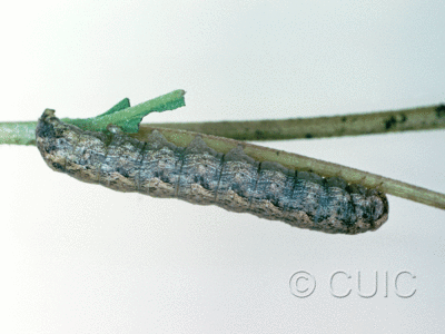 lateral view of larva Lacinipolia basiplaga on Brickellia in USA: AZ