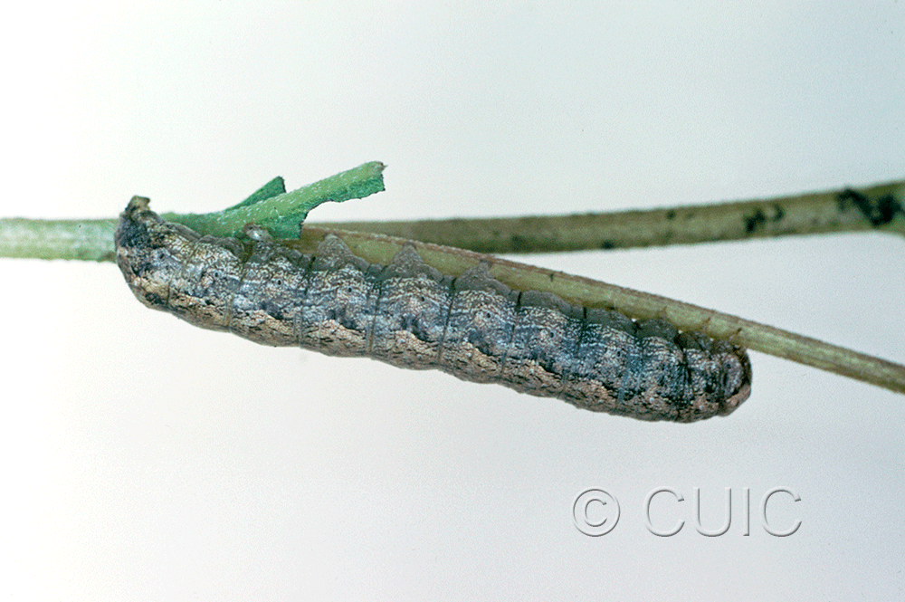 lateral view of larva Lacinipolia basiplaga on Brickellia in USA: AZ