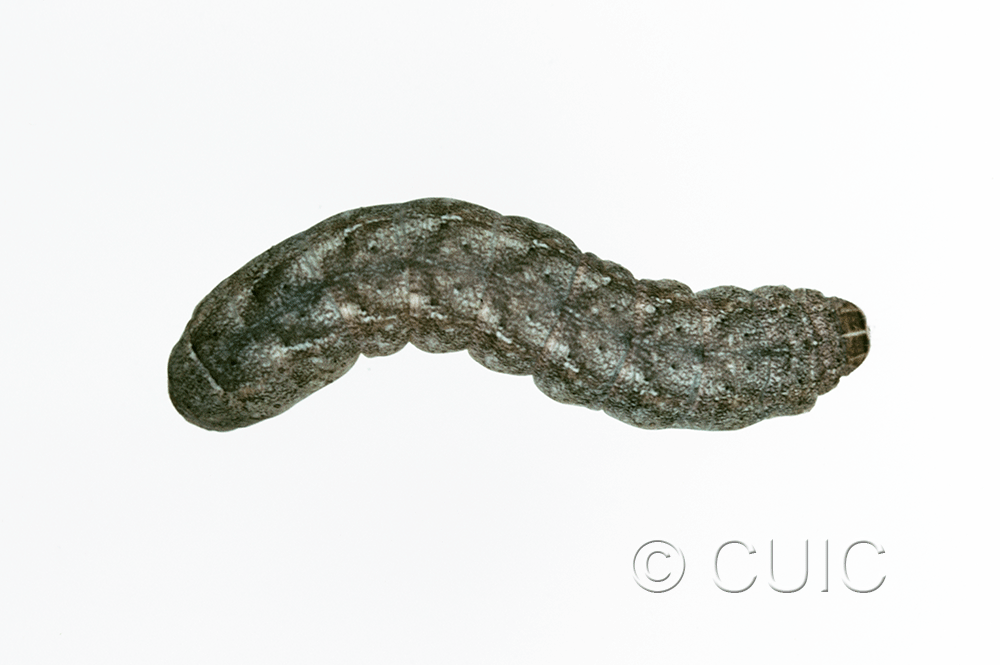 dorsal view of larva Lacinipolia erecta on Taraxacum in USA: SC