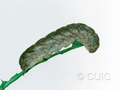 lateral view of larva Lacinipolia erecta on Taraxacum in USA: SC