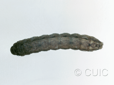 dorsal view of larva Lacinipolia erecta on Taraxacum in USA: SC