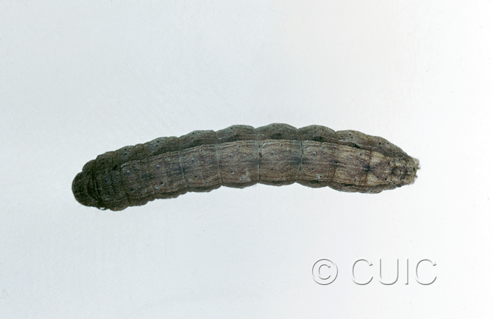 dorsal view of larva Lacinipolia erecta on Taraxacum in USA: SC
