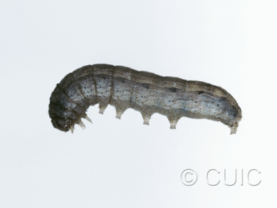 lateral view of larva Lacinipolia erecta on Taraxacum in USA: SC