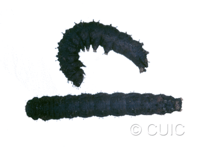 dorsal / lateral view of larva Lacinipolia explicata on Taraxacum in USA: TX