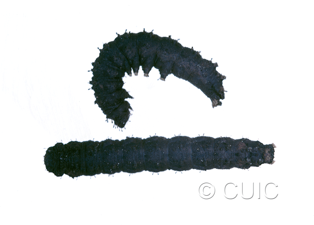 dorsal / lateral view of larva Lacinipolia explicata on Taraxacum in USA: TX